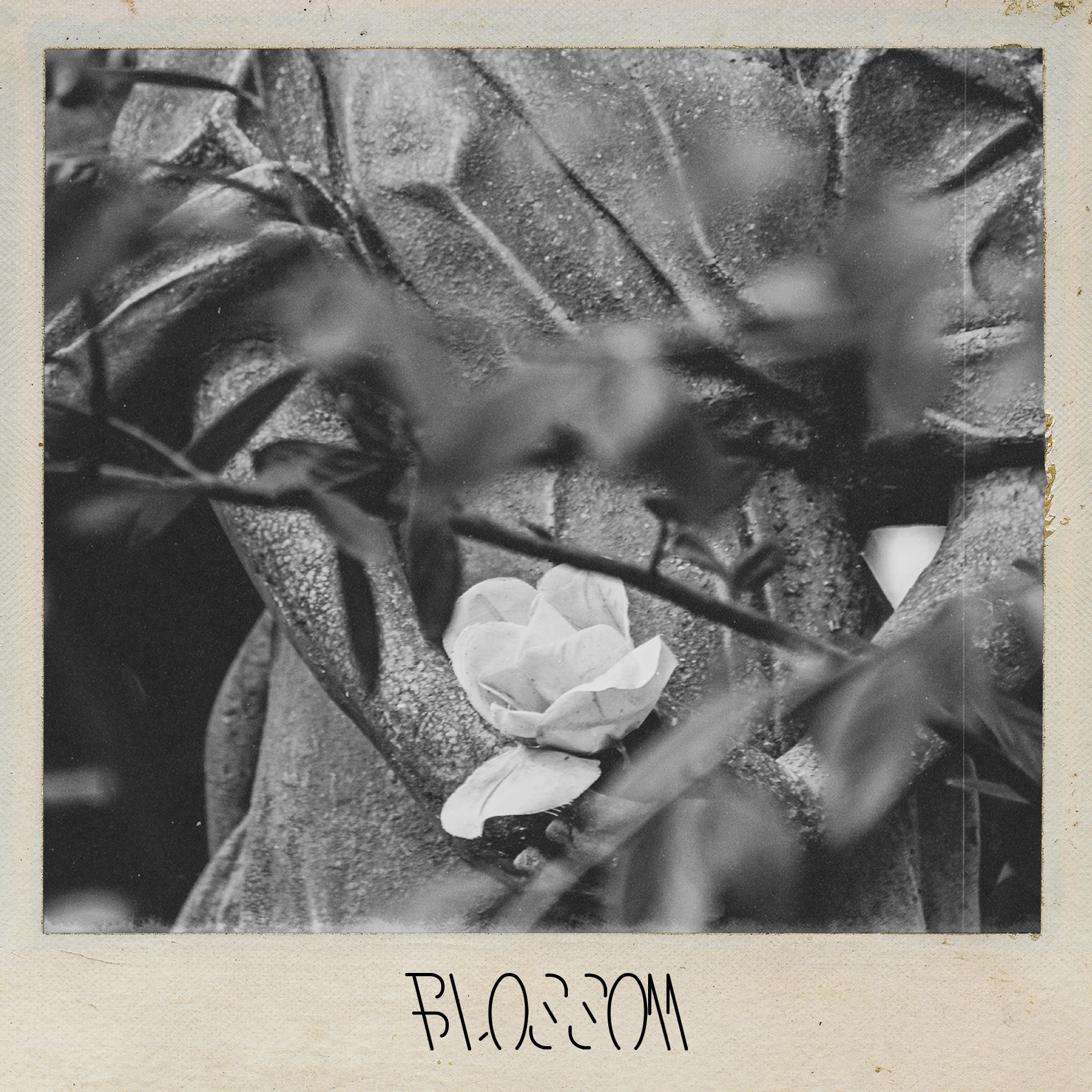 BLOSSOM EP 封面